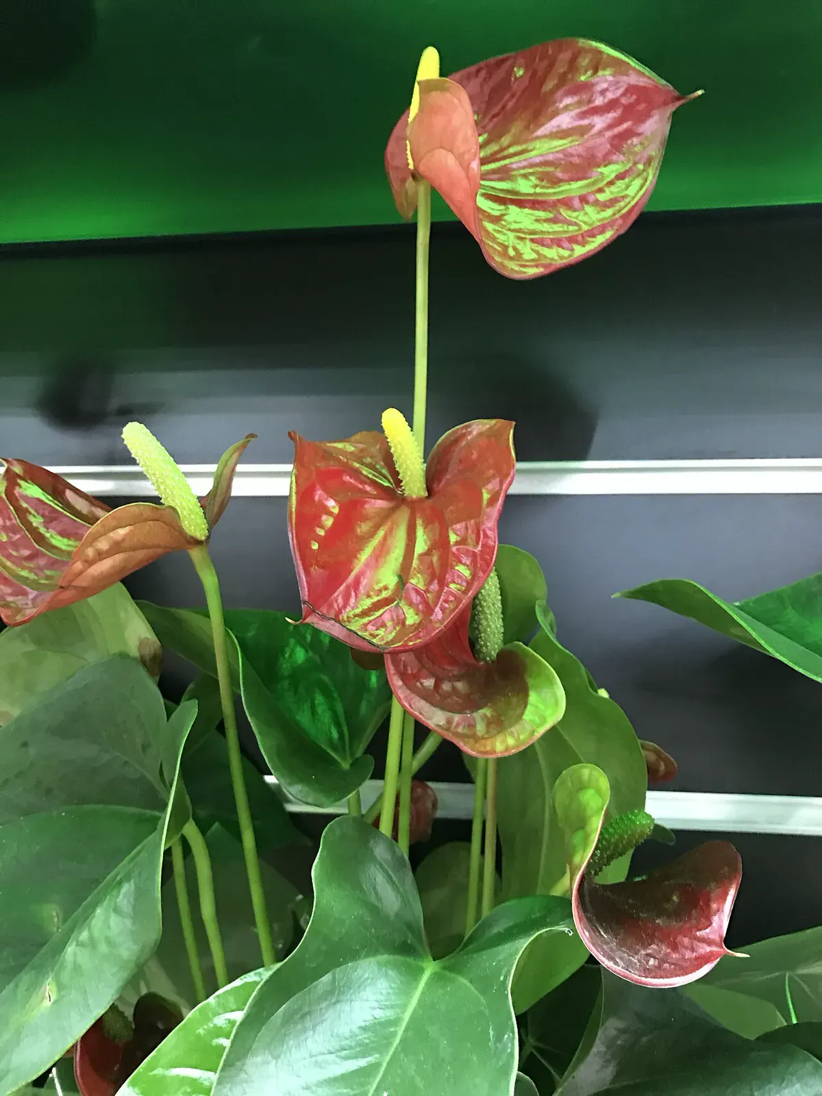 Potted anthurium plant indoors with glossy green leaves and several red and green spathes on tall stalks