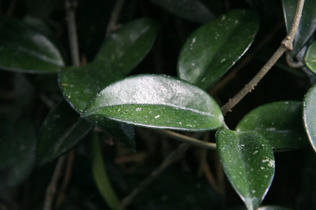 Close-up of thick waxy Hoya carnosa leaves with silver speckling on woody trailing stems