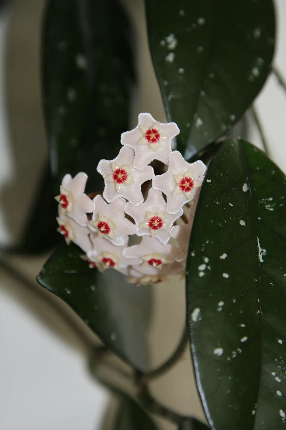Hoya carnosa with thick dark green speckled leaves and a cluster of pale pink star-shaped flowers with red centres