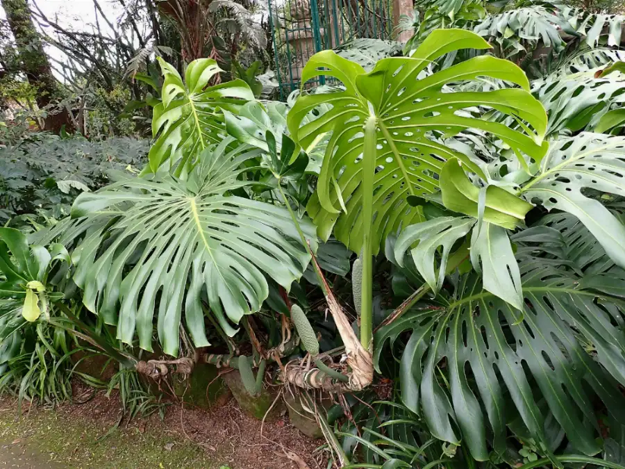 A large monstera growing outdoors, its huge split leaves rising from thick creeping stems