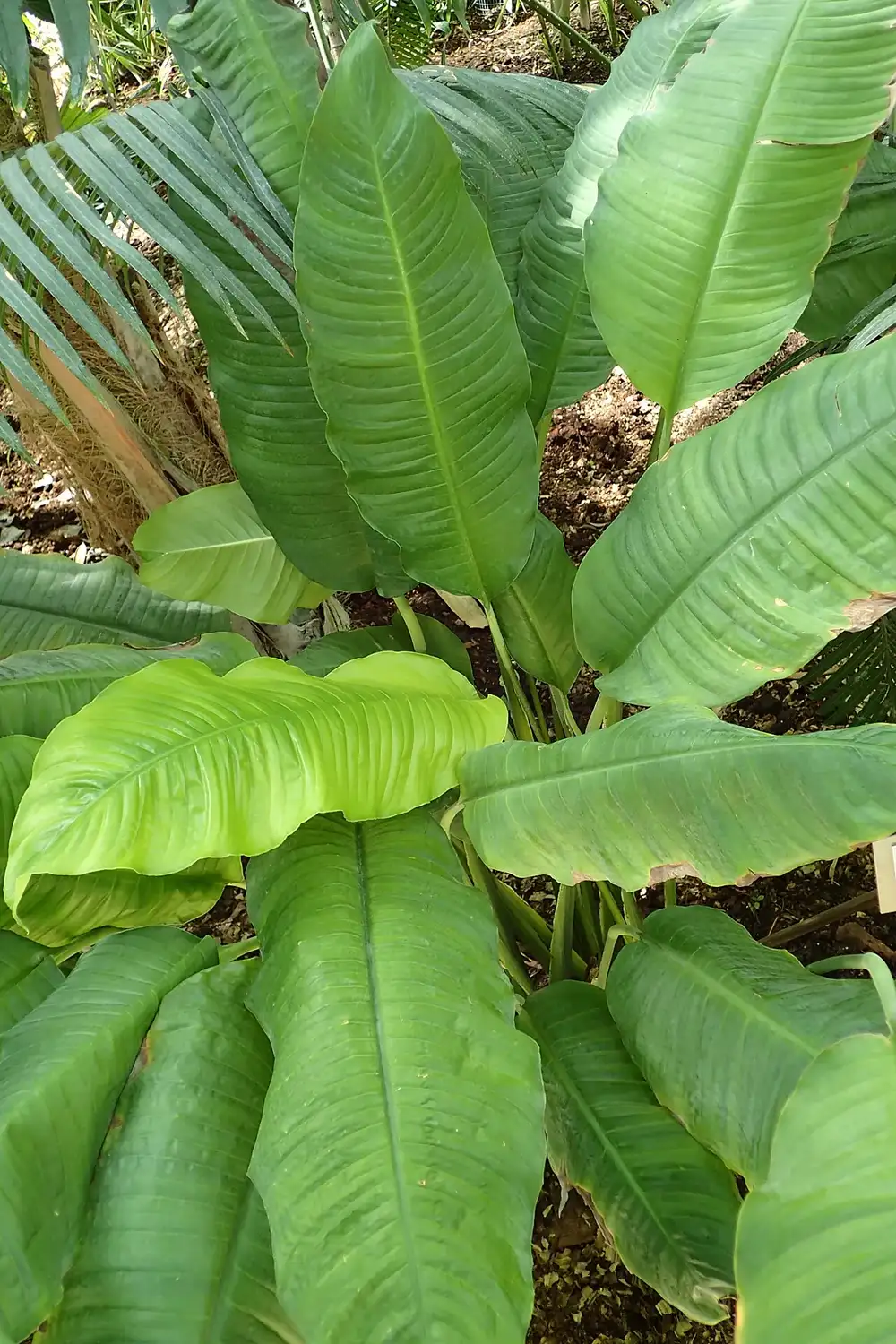 Clump of peace lily Spathiphyllum cochlearispathum leaves with rippled wavy edges and brown drying leaf tips