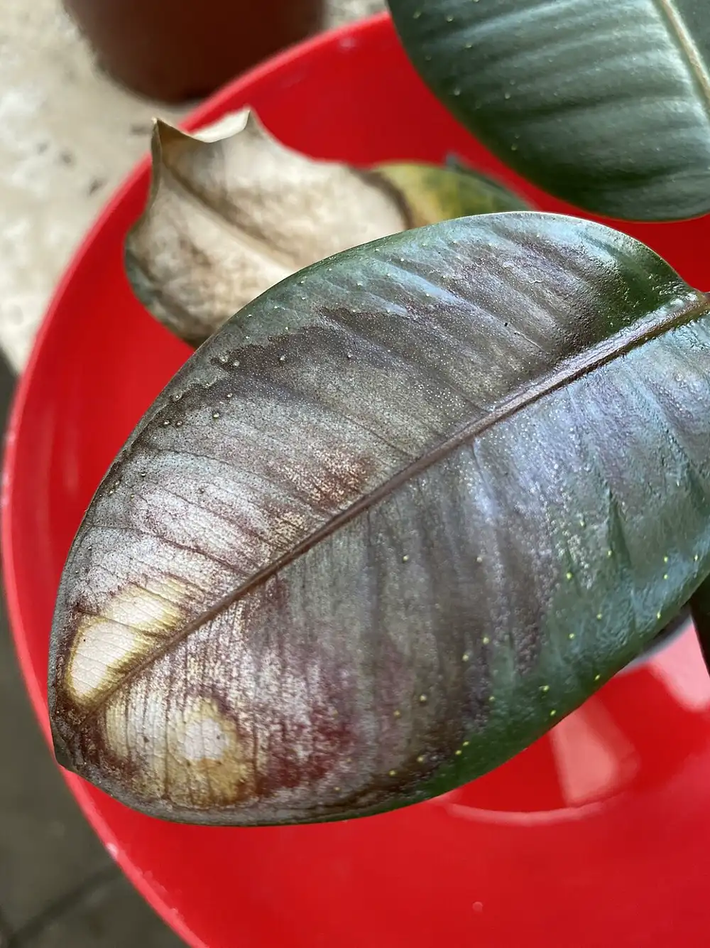 Rubber plant leaf with bleached tan sunburn patches near the tip, with a shrivelled brown leaf behind it