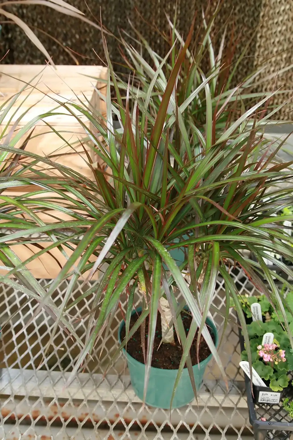 Potted Dracaena marginata with arching red-edged leaves and several dry brown leaf tips