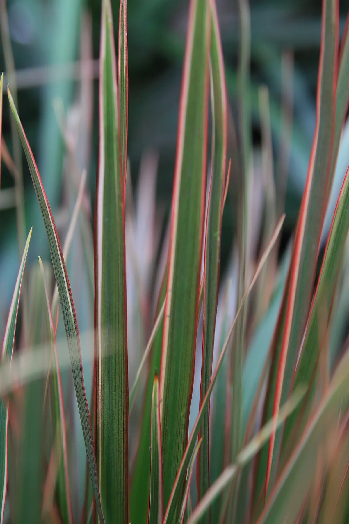 Close-up of narrow Dracaena marginata leaves with thin red margins, a few tips drying to pale brown