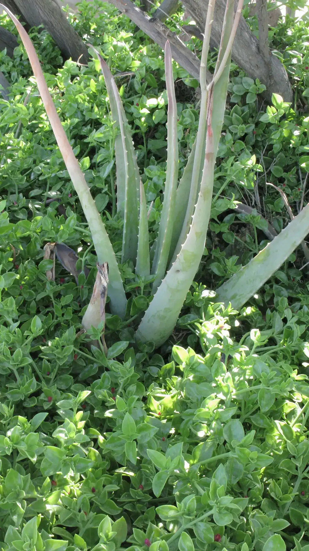 Aloe vera plant with pale leaves splayed outwards away from the centre, one lower leaf collapsed and browning