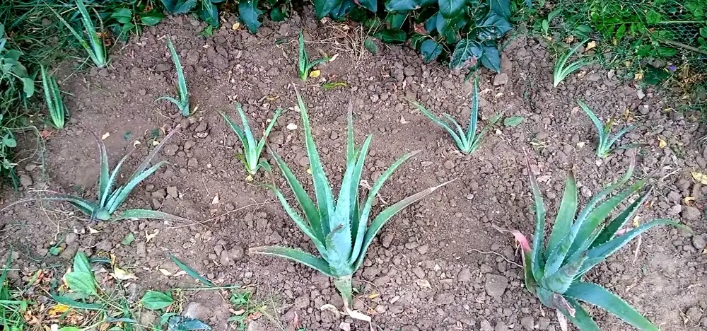Row of healthy aloe vera plants in loose garden soil with thick leaves held firm and upright
