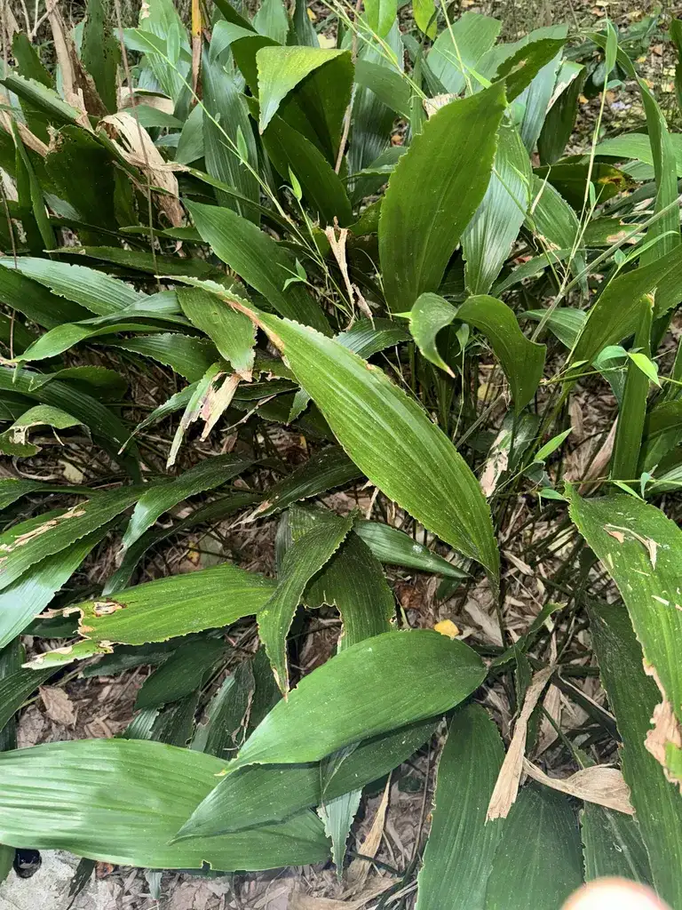 Clump of cast iron plant leaves with dry tan-brown tips and torn brown patches along the leaf edges