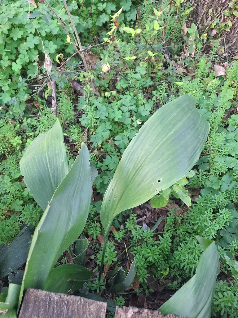 Broad dark green cast iron plant leaves rising straight out of the soil on short stalks, with no stem