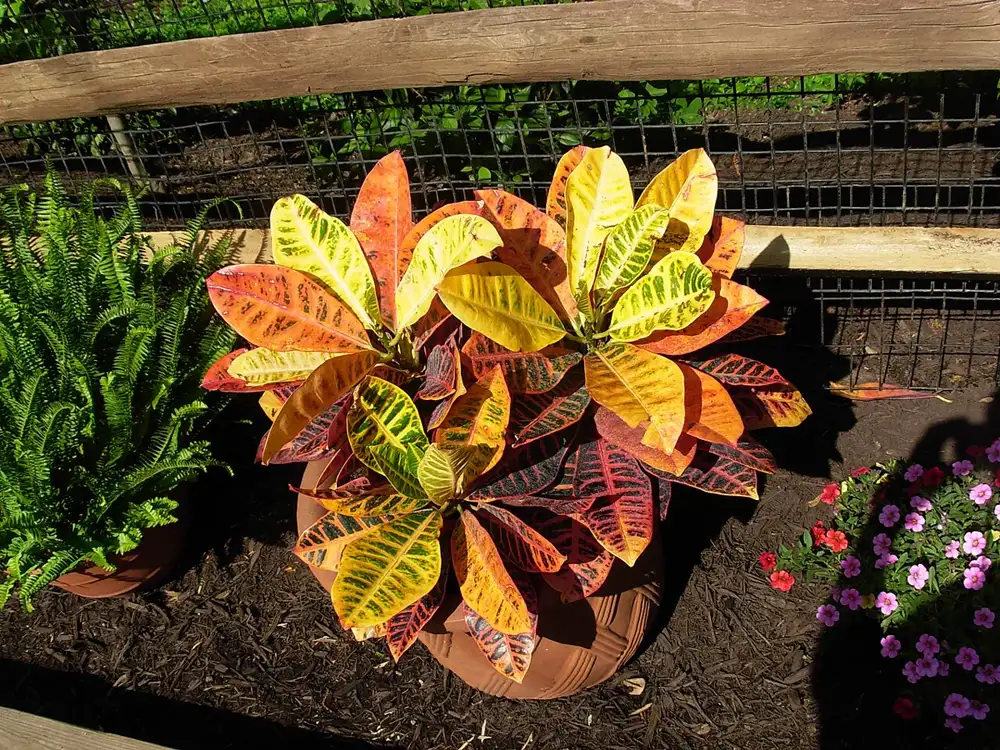 Potted croton in a terracotta pot with broad yellow, orange and green variegated leaves