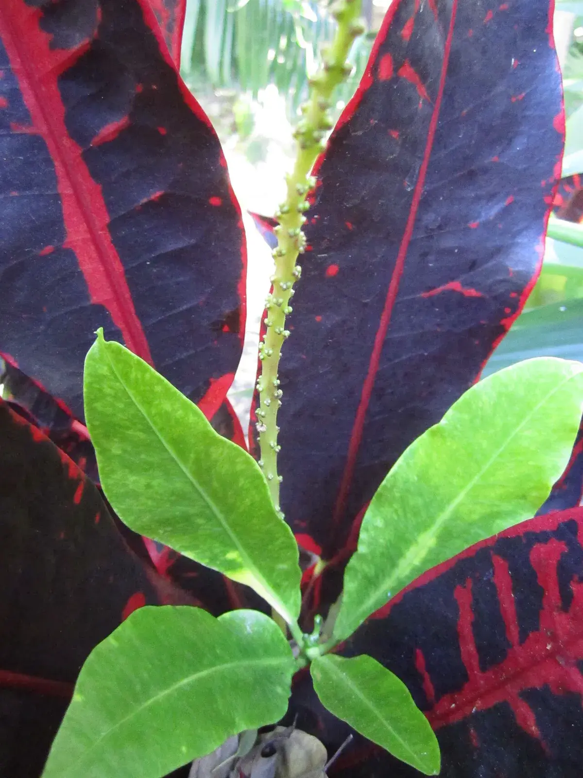 Close-up of a croton growing point with fresh plain green leaves emerging above older dark red and black leaves