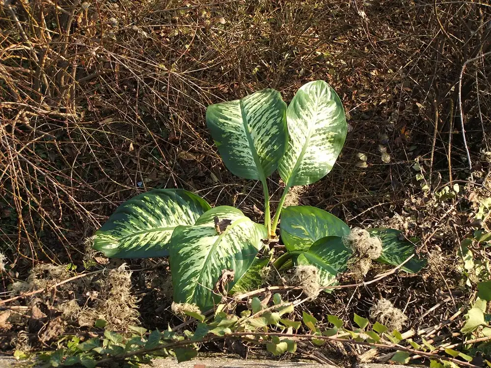 Dieffenbachia plant with broad green leaves marbled in cream and white, growing outdoors beside dry brush