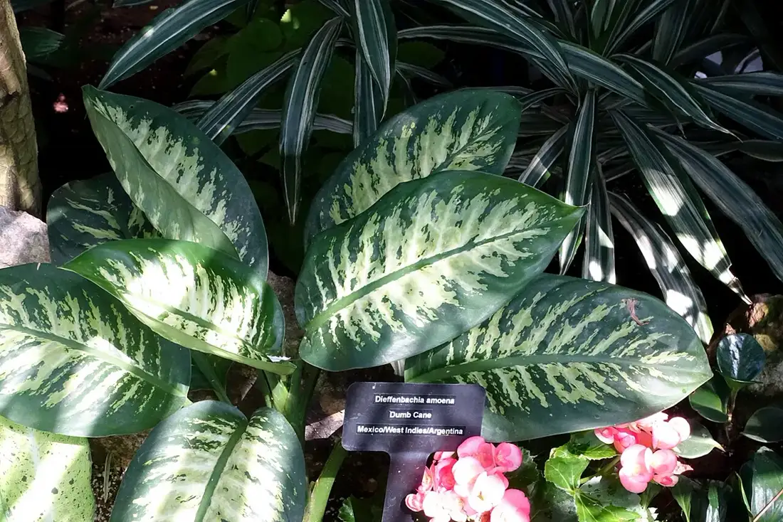 Wide dark green Dieffenbachia leaves streaked with pale yellow, growing in a conservatory planting bed