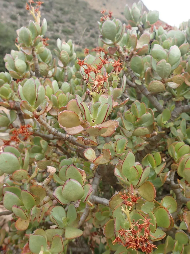 Jade plant with long bare grey woody branches and leaf pairs spaced widely apart along the stems, with spent rusty flower heads