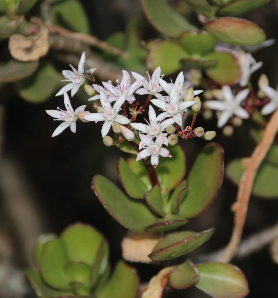 Close-up of a jade plant stem tip with a cluster of small white star-shaped flowers and thick red-edged green leaves