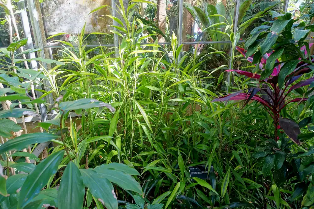 Lucky bamboo growing in a glasshouse bed, slender green canes carrying long strappy leaves