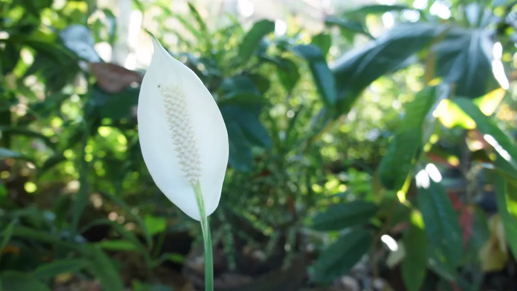 Single white peace lily spathe wrapped around a knobbly cream spadix on a slender green stalk