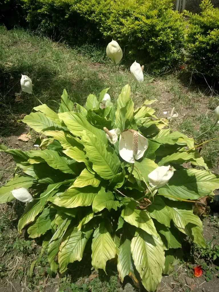 Whole peace lily clump with several white spathes and pale yellow-green leaves in bright direct sun