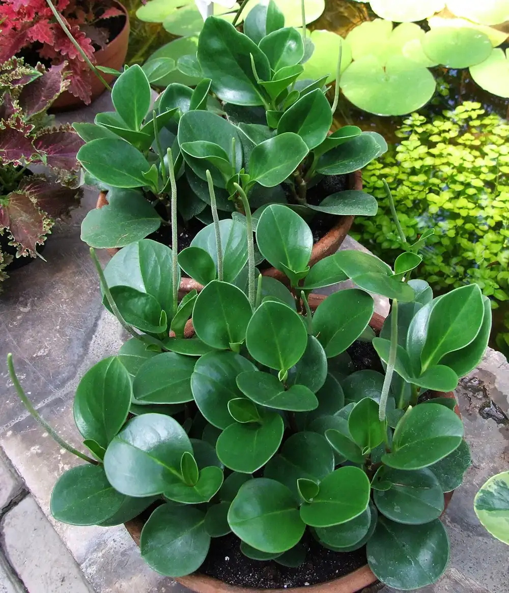 Baby rubber plant growing in a terracotta pot with thick glossy round leaves and slender upright flower spikes