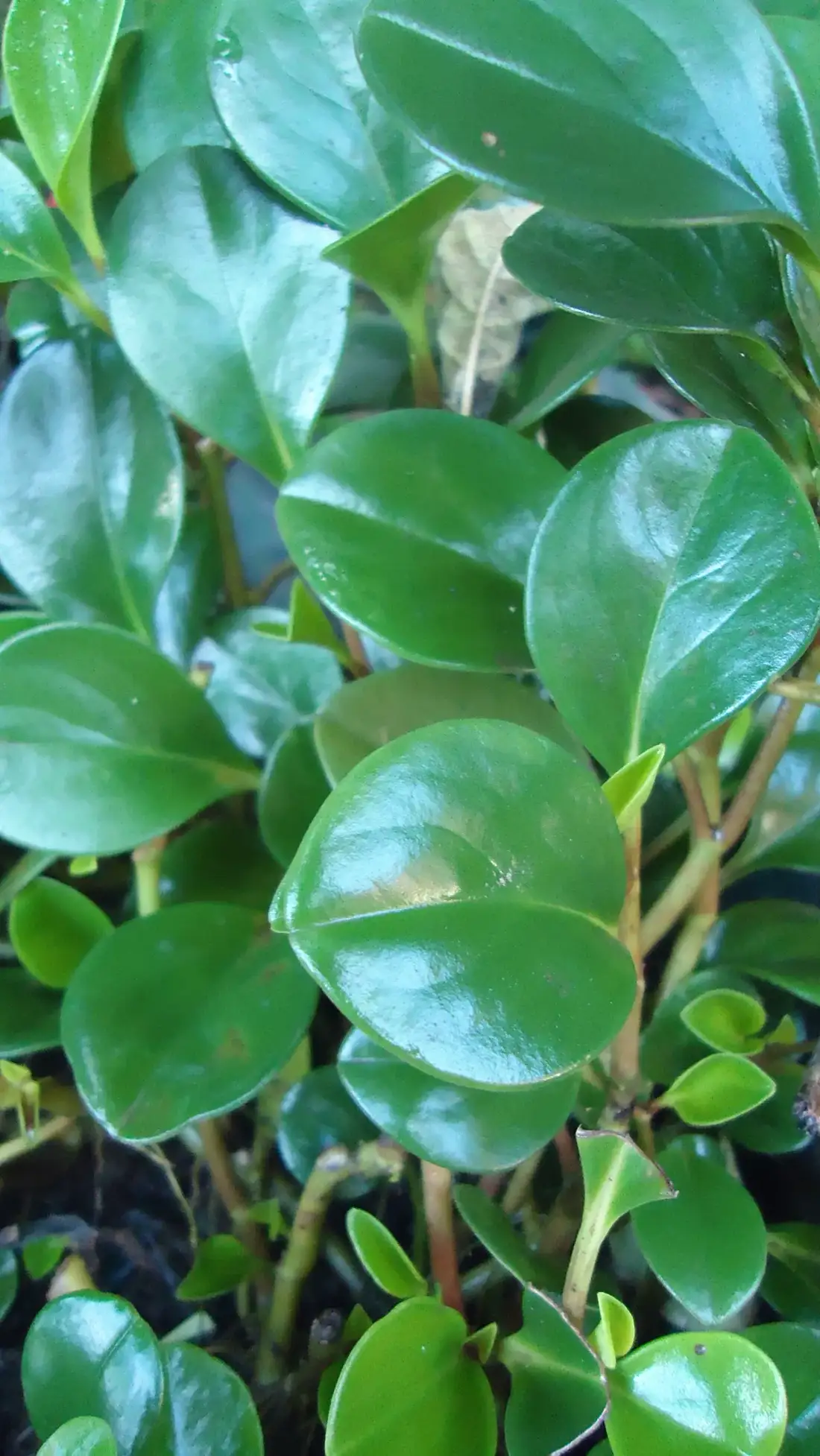 Close-up of firm glossy dark green Peperomia obtusifolia leaves on short pinkish stems