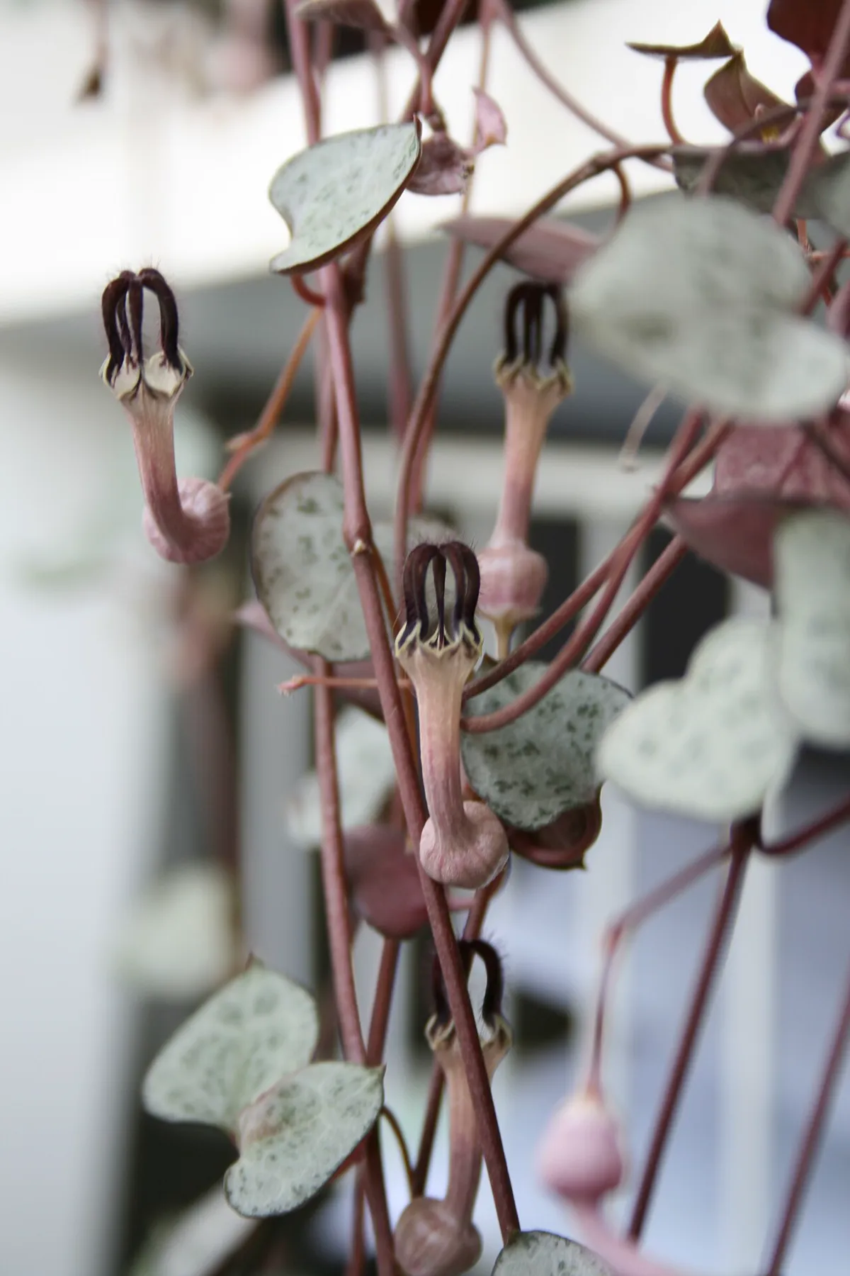 Close-up of string of hearts strands with silver-patterned heart leaves and several pink lantern-shaped flowers