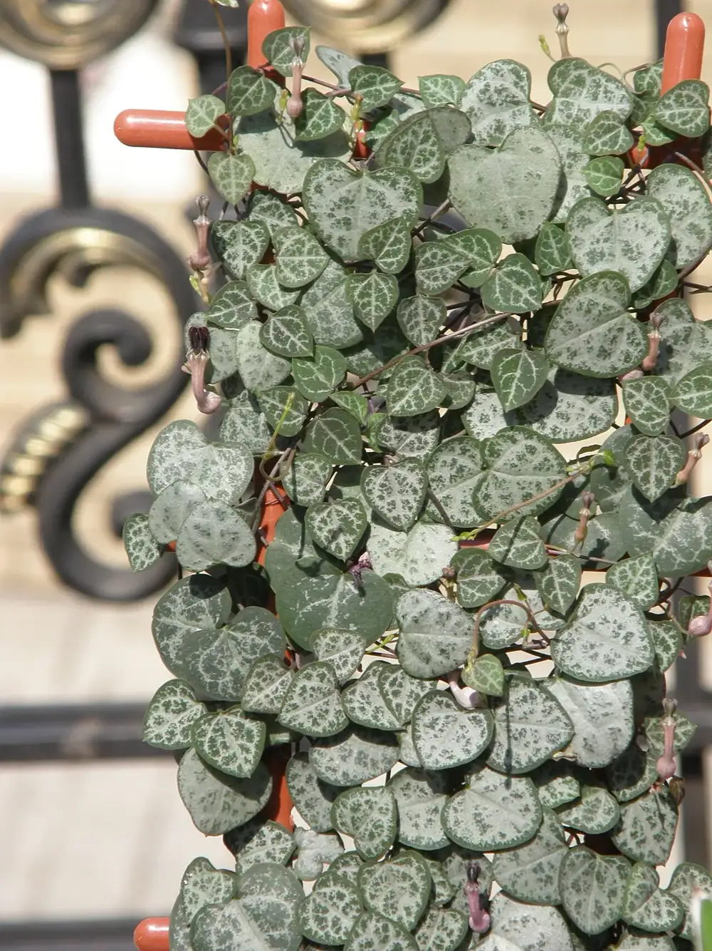 Dense string of hearts trailing from a terracotta hanging pot, with hundreds of silver-marbled heart-shaped leaves