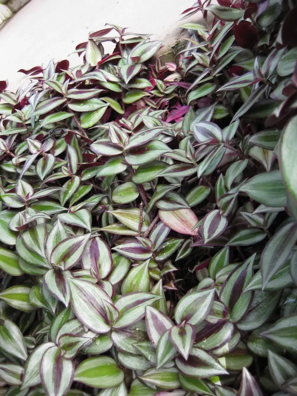 Dense mat of Tradescantia zebrina where many leaves are plain silvery green with little purple left
