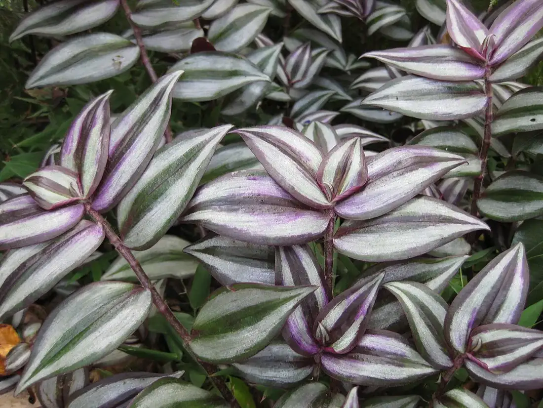 Close-up of Tradescantia zebrina leaves with two broad silver bands and purple margins
