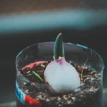 Winter sowing - a green shoot pushing up through damp potting mix in a cut-down clear plastic container