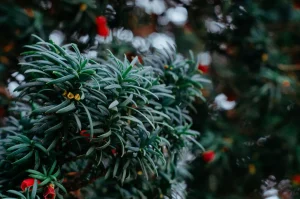 Is Yew Toxic to Dogs? Yes, and It Can Be Deadly
