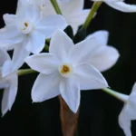 A cluster of white paperwhite narcissus flowers open on an indoor stem